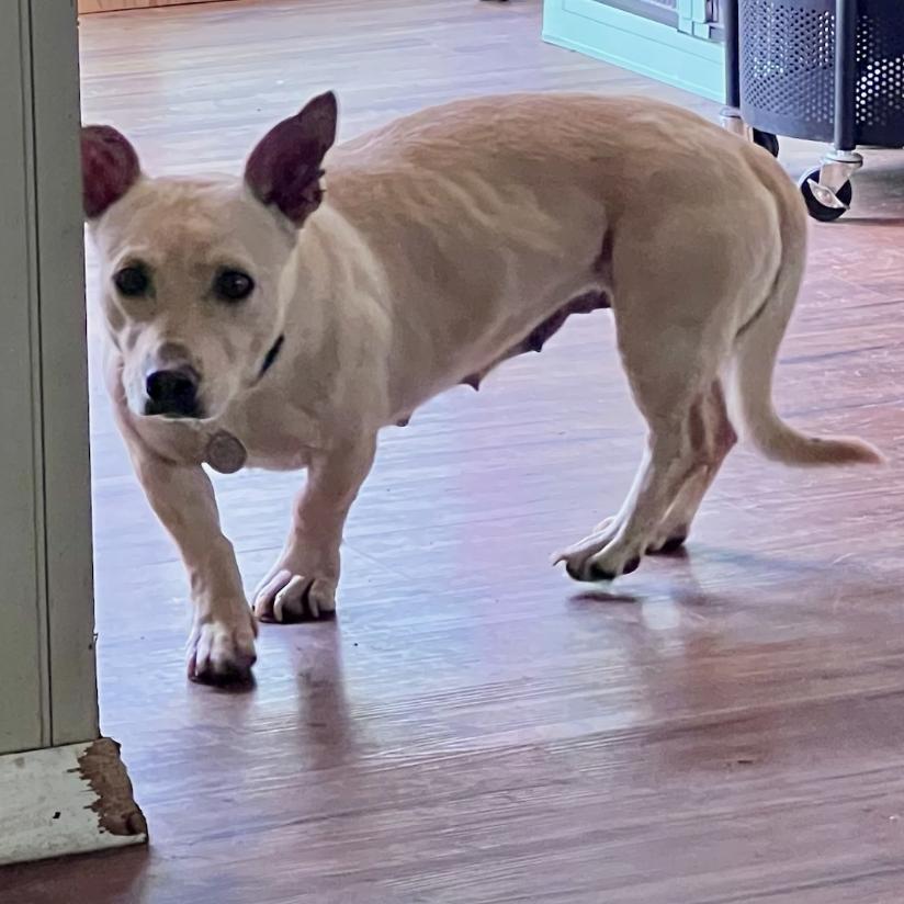 Enlarge Buffy (in Portland), a Adoptable mixed breed in PORTLAND, OR image 2/3