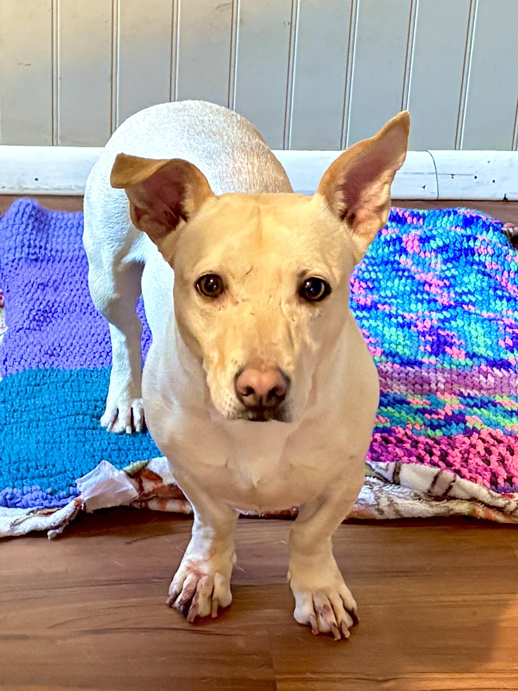 Enlarge Buffy (in Portland), a Adoptable mixed breed in PORTLAND, OR image 3/3