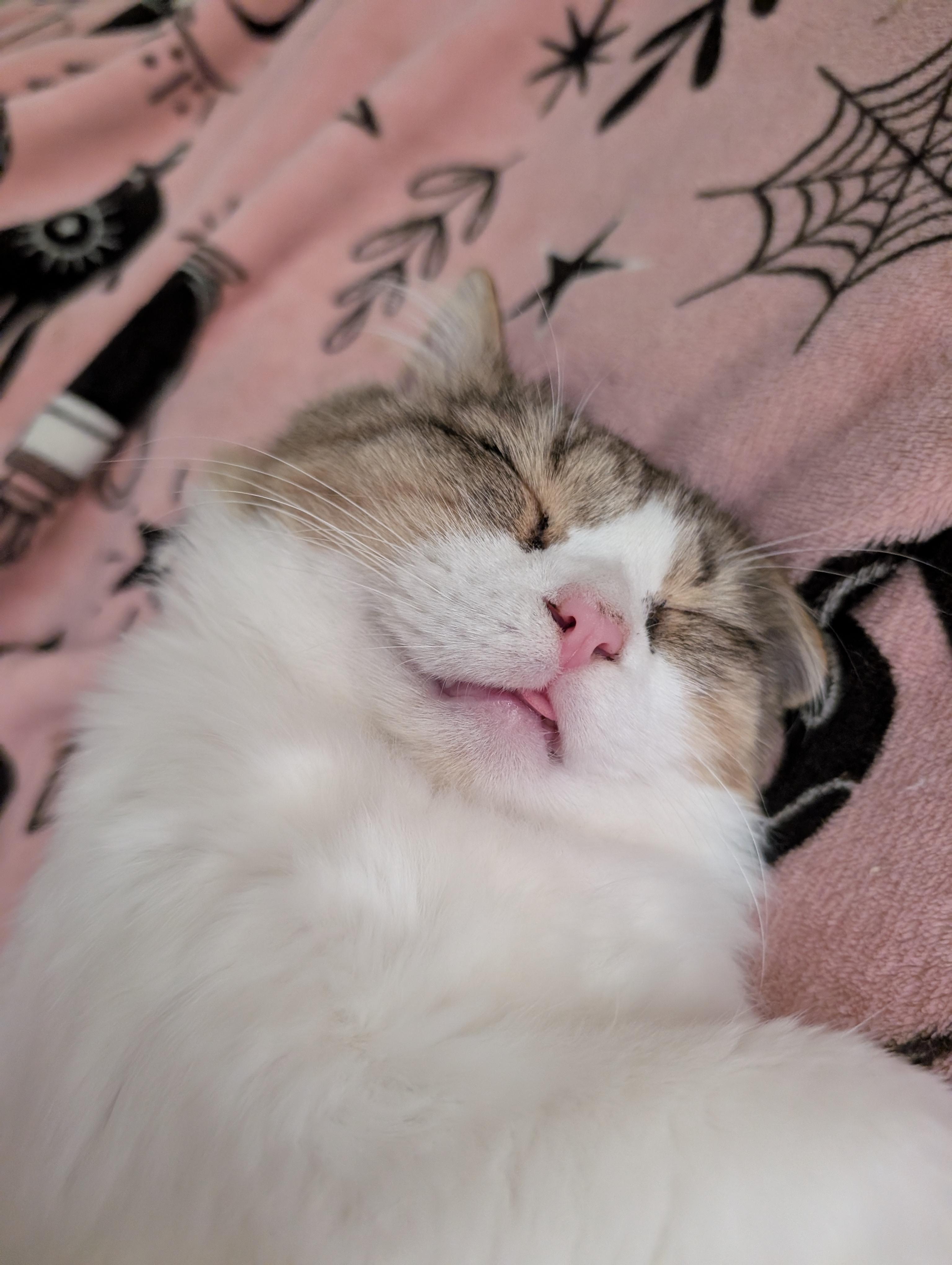 Gizmo, Adoptable, Young Male Domestic Short Hair.