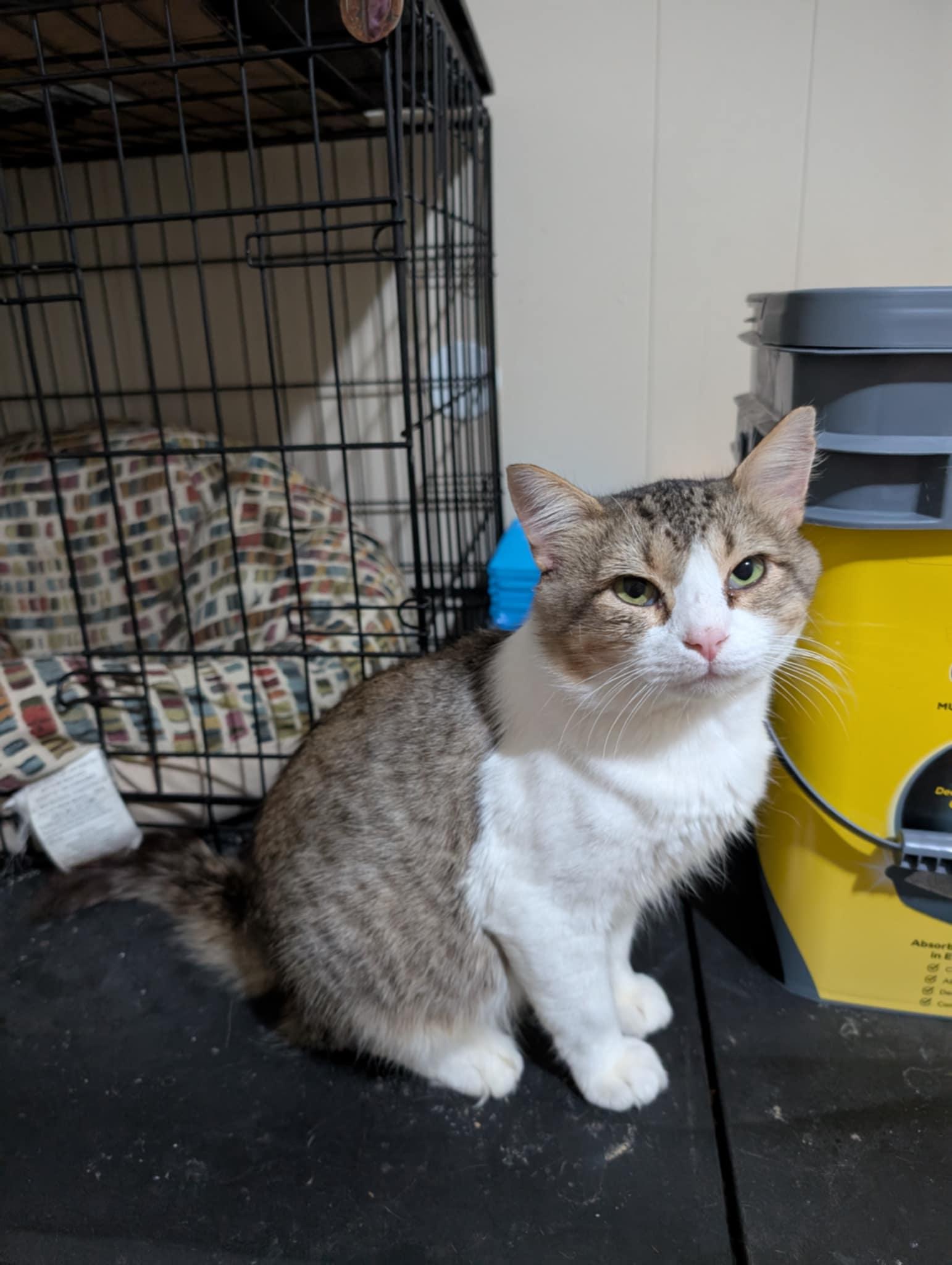 Enlarge Gizmo, a Adoptable mixed breed in Randolph, AL image 2/6