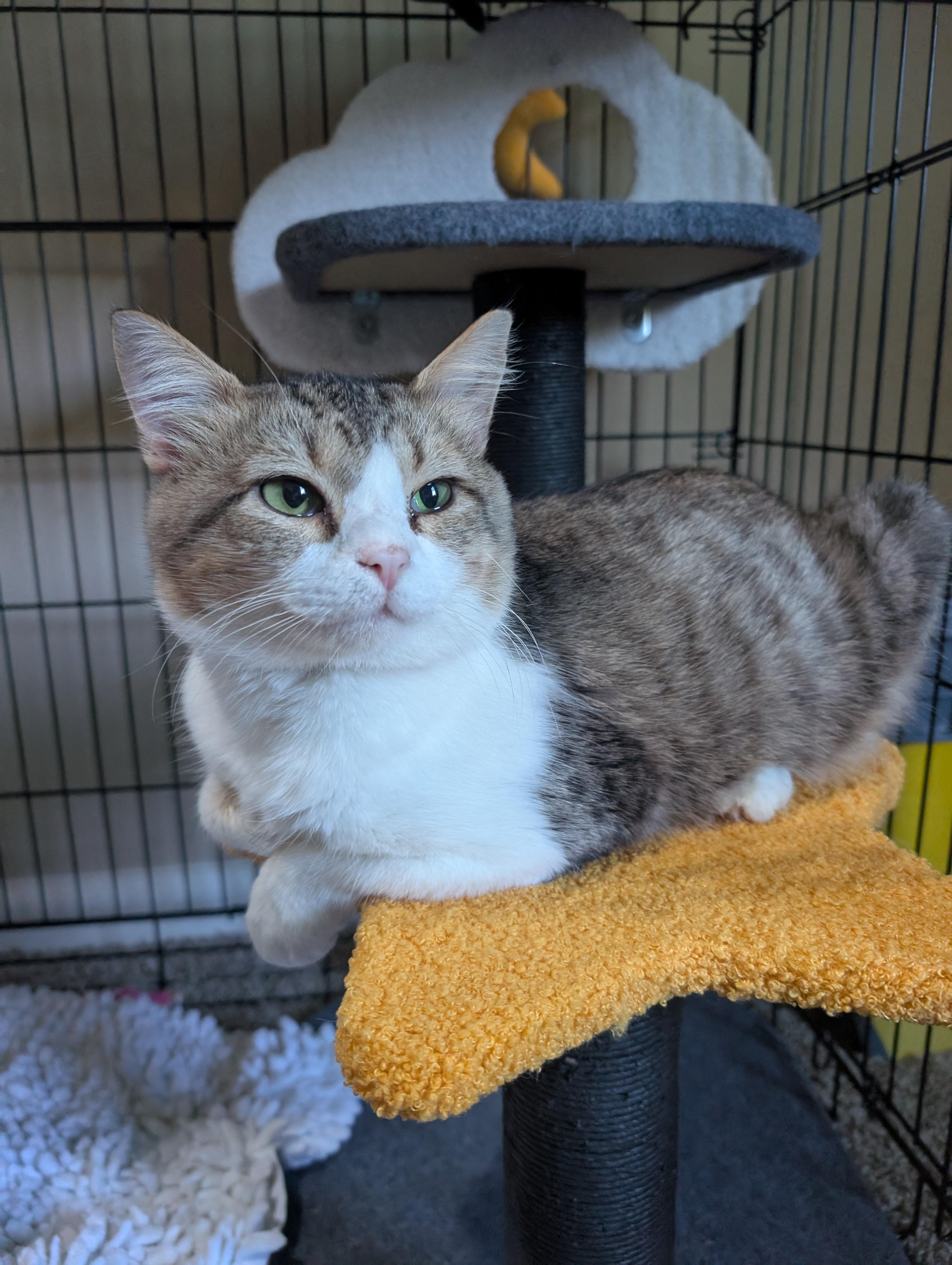 Enlarge Gizmo, a Adoptable mixed breed in Randolph, AL image 3/6