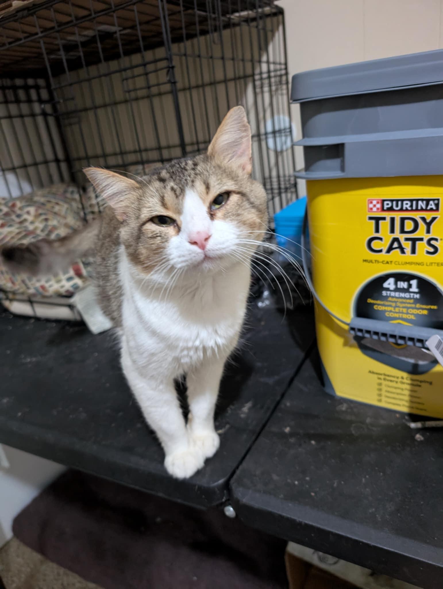 Enlarge Gizmo, a Adoptable mixed breed in Randolph, AL image 4/6