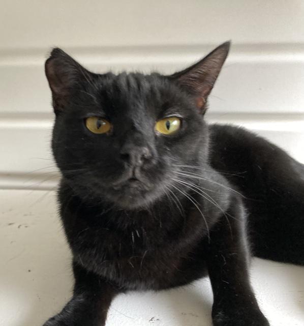 Cagney, Adoptable, Adult Female Domestic Short Hair.