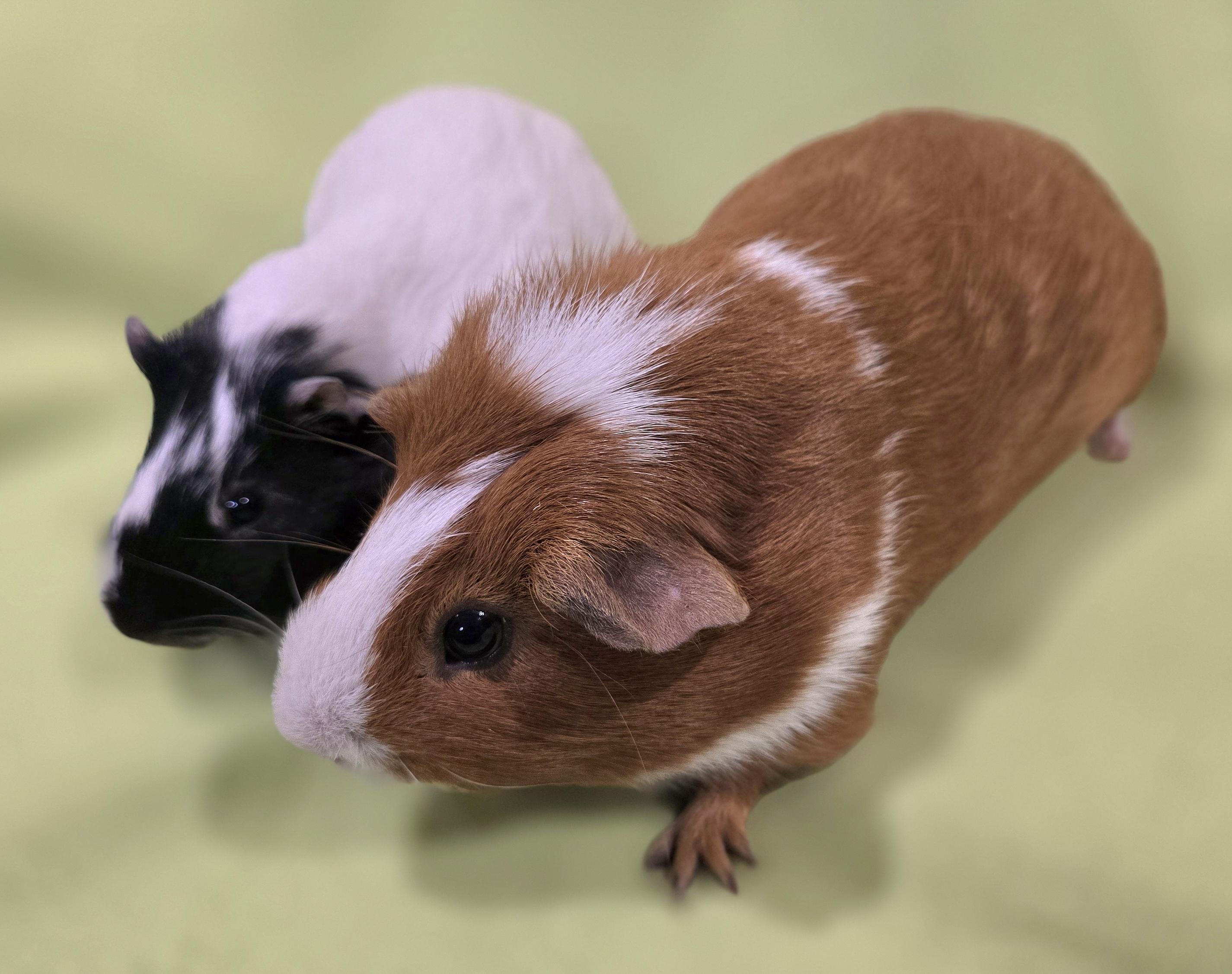 Buttercup and Theo, Young Male Guinea Pig