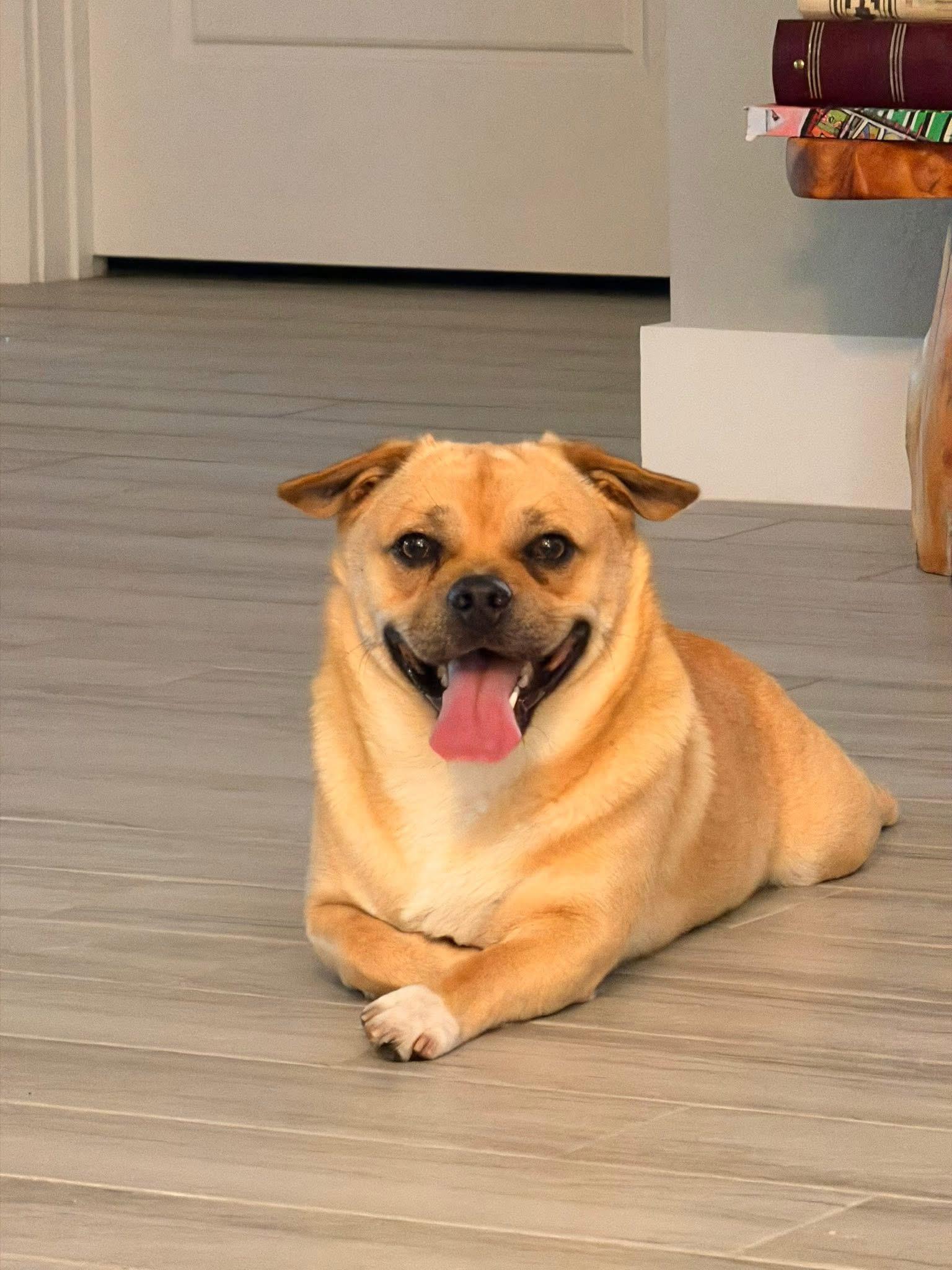 Enlarge Enzo , an adopted mixed breed in Palm springs, FL image 1/1