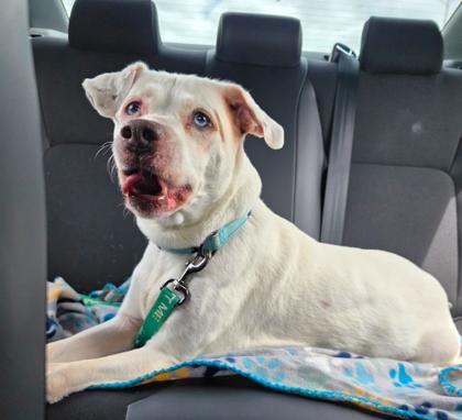 Wendi, Adoptable, Senior Female Mixed Breed & Mixed Breed.