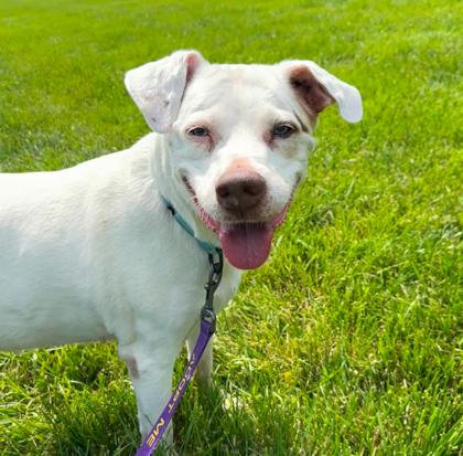 Wendi, a Adoptable mixed breed in Kansas City, MO image 2/3