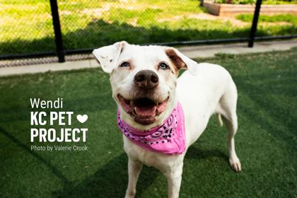 Wendi, a Adoptable mixed breed in Kansas City, MO image 2/3