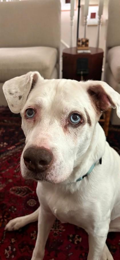 Wendi, Adoptable, Senior Female Mixed Breed & Mixed Breed.