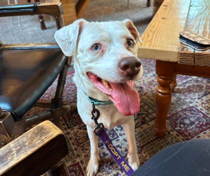 Wendi, a Adoptable mixed breed in Kansas City, MO image 3/3
