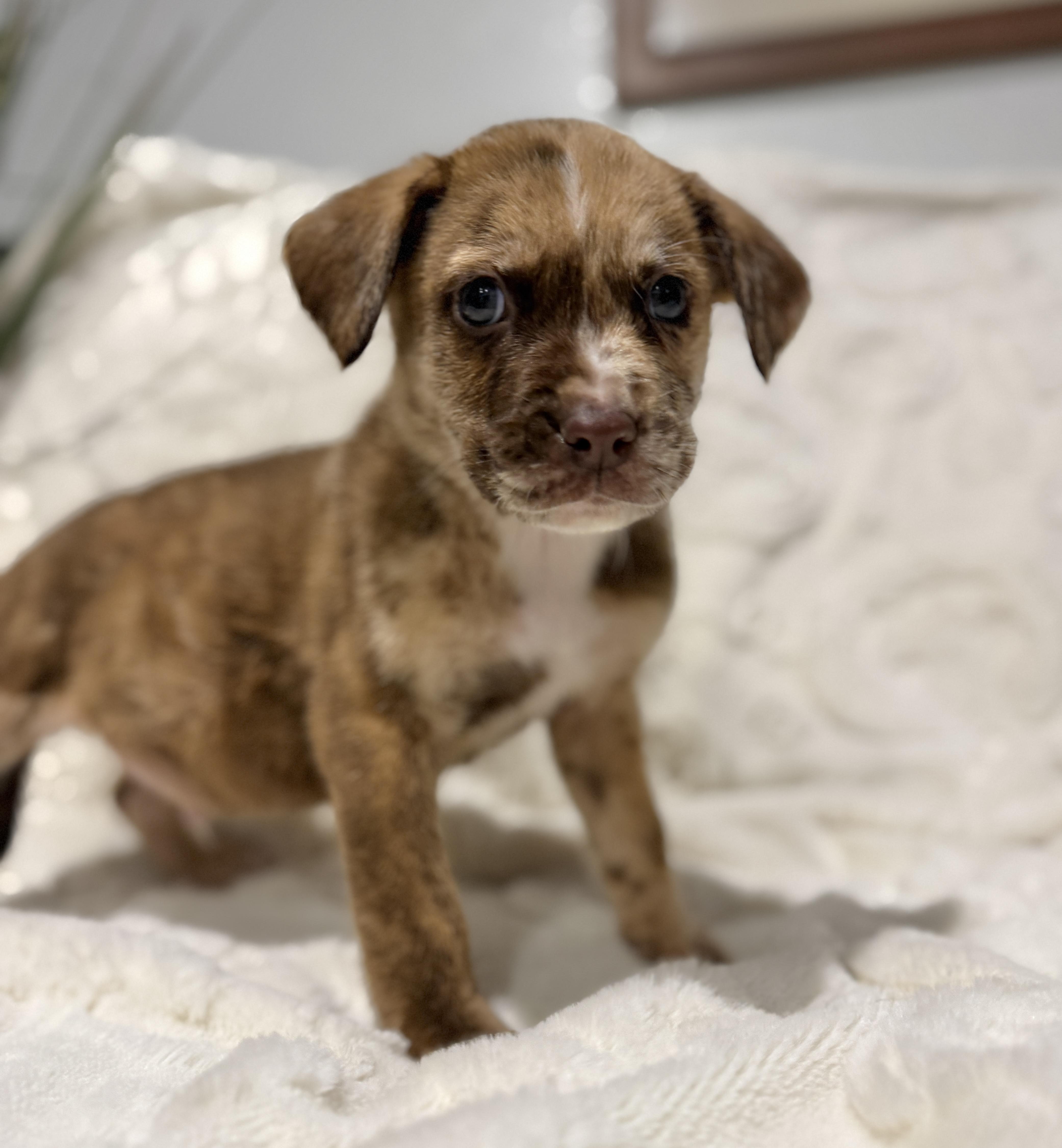 Enlarge Safari, a ADOPTABLE mixed breed in Hales corners, WI image 3/3