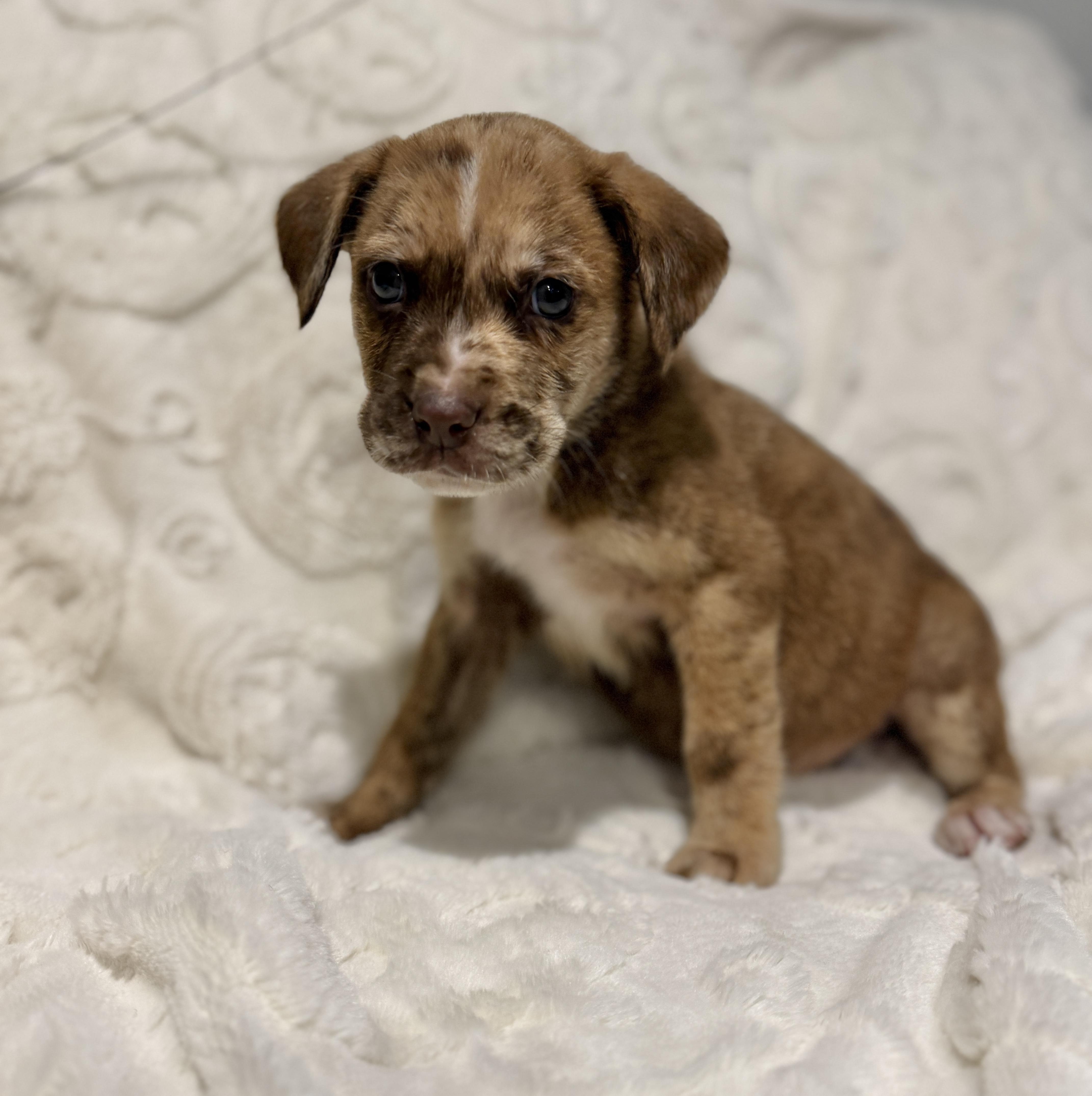 Enlarge Safari, a ADOPTABLE mixed breed in Hales corners, WI image 2/3