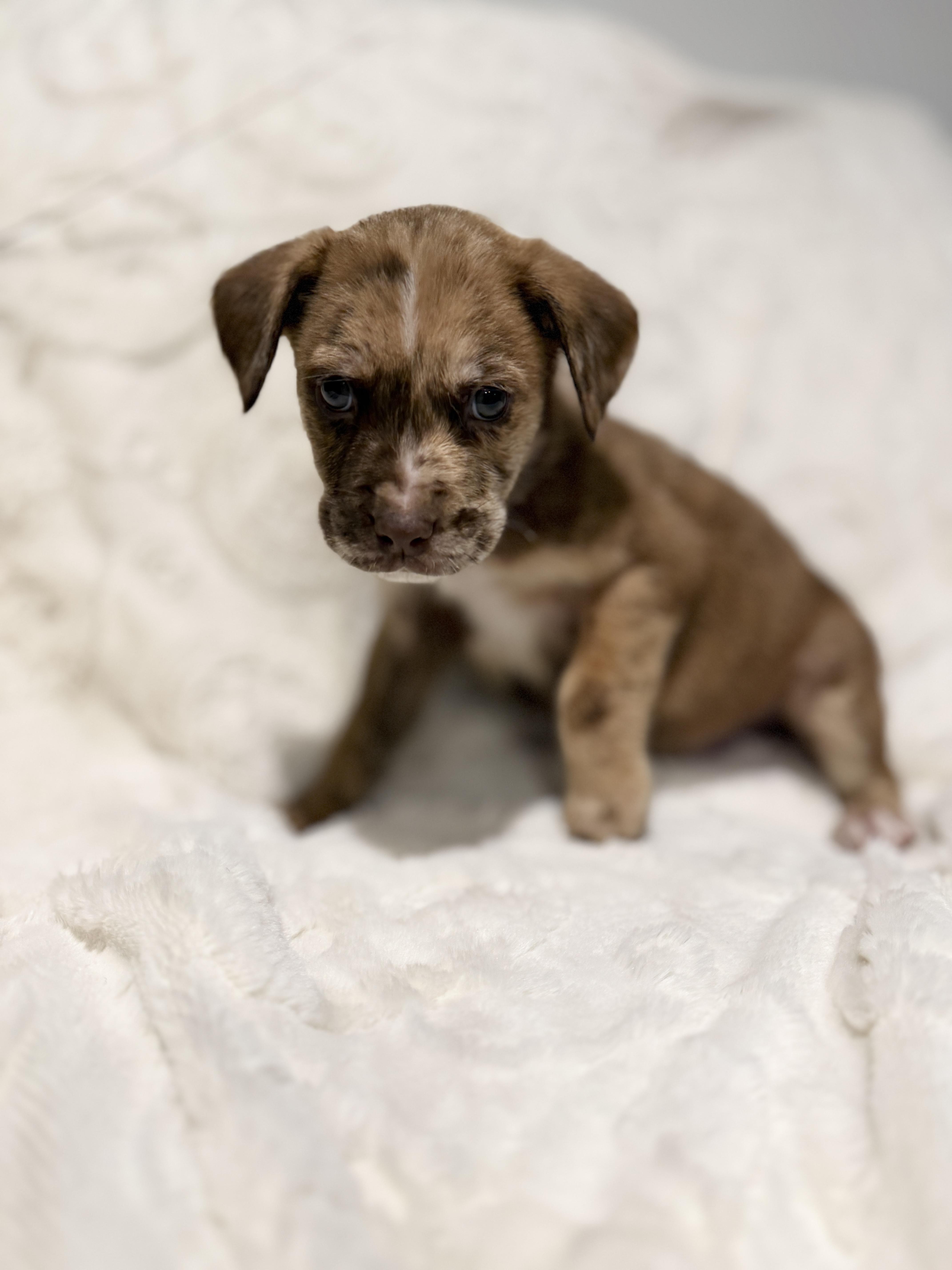 Safari, ADOPTABLE, Puppy Male Australian Shepherd & Mastiff.