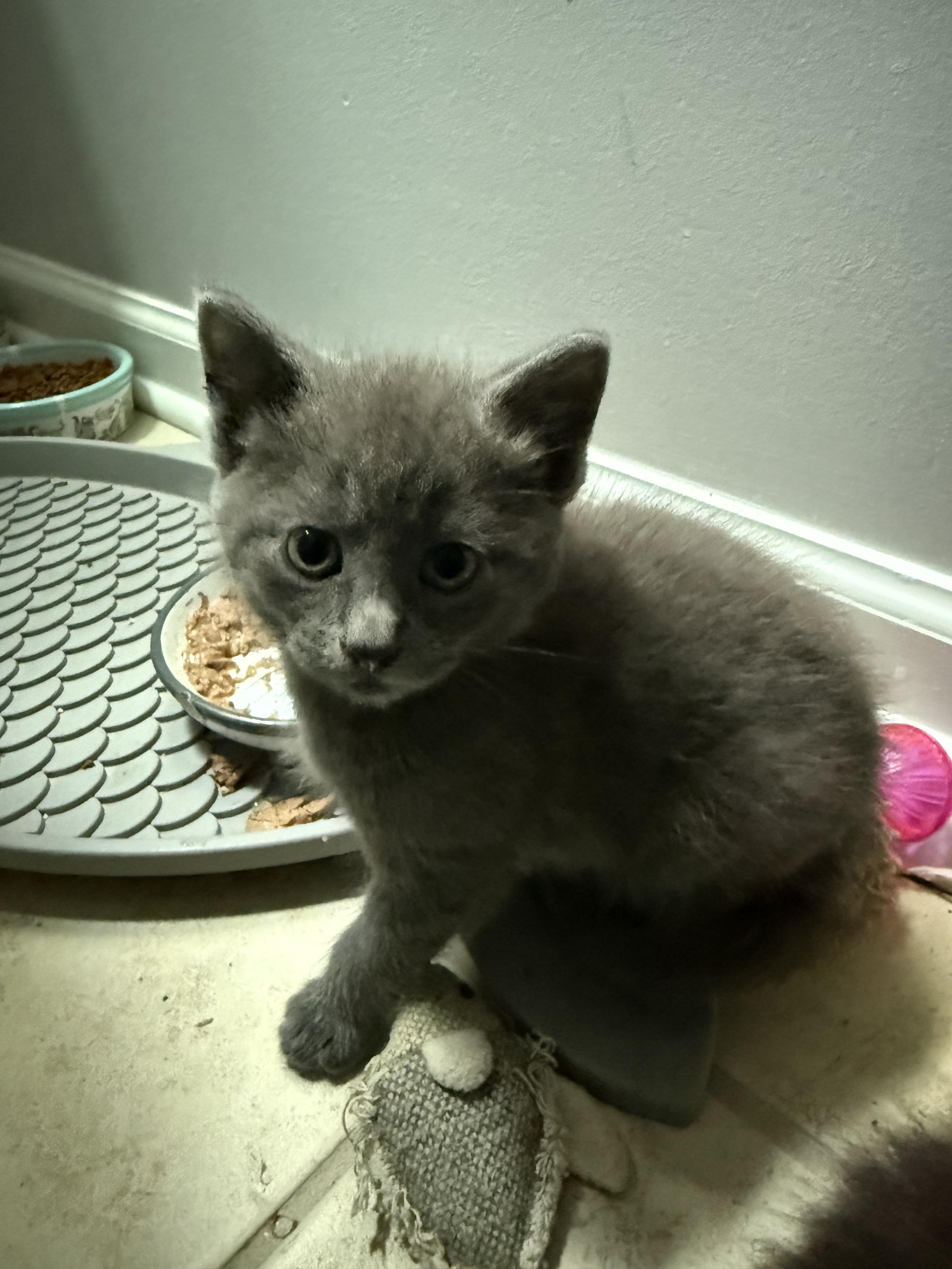 Dewey, ADOPTABLE, Kitten Male American Shorthair.