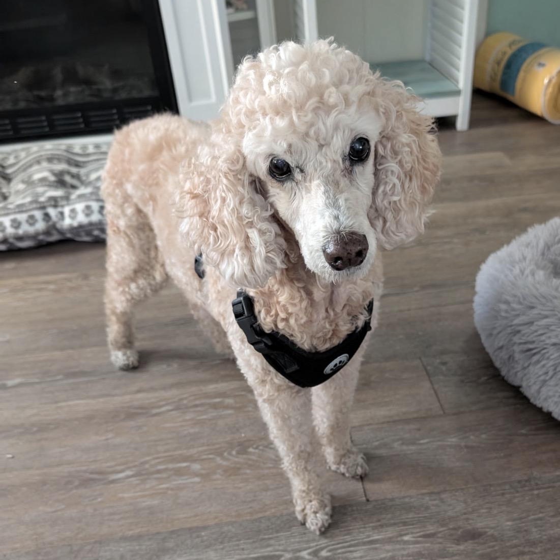 Enlarge Abby, an adopted Poodle in Sarasota, FL image 1/2