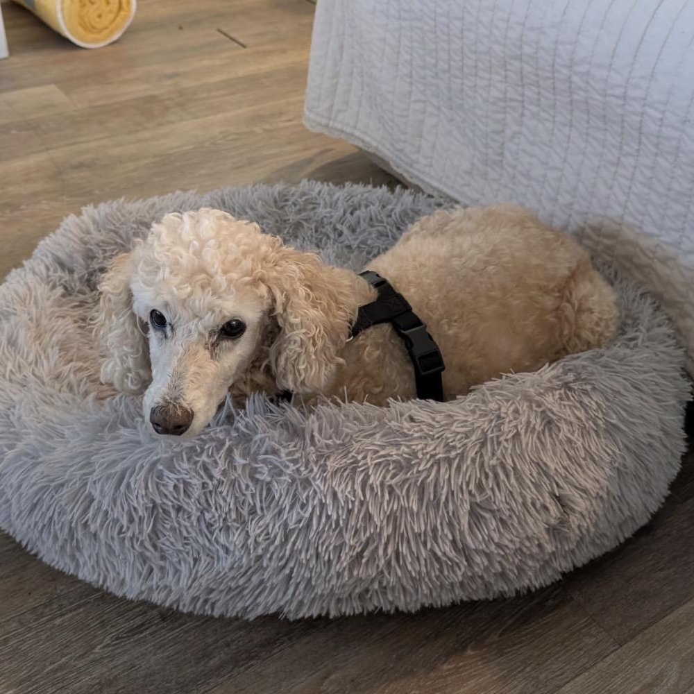 Enlarge Abby, an adopted Poodle in Sarasota, FL image 2/2