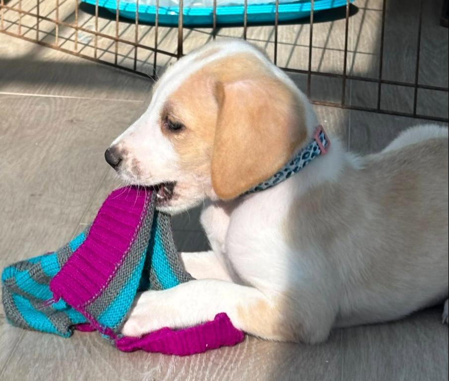 Enlarge Cricket, a ADOPTABLE mixed breed in Eutawville, SC image 7/7