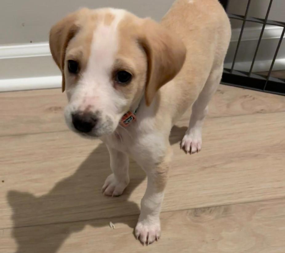 Enlarge Cricket, a ADOPTABLE mixed breed in Eutawville, SC image 5/7