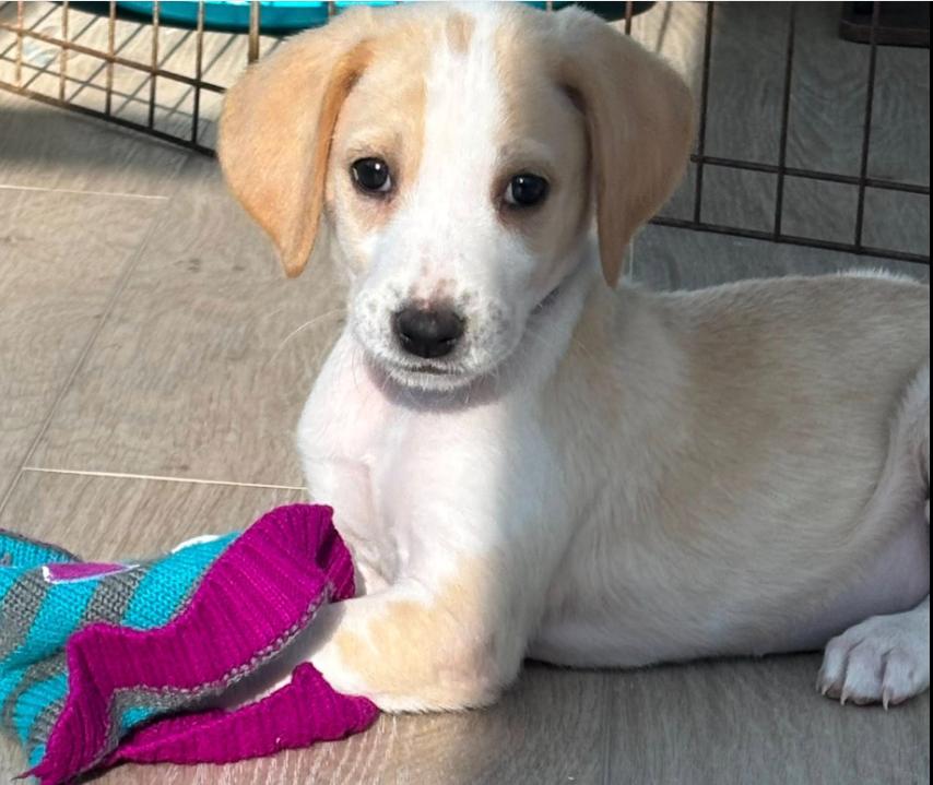 Cricket, ADOPTABLE, Puppy Female Mixed Breed.