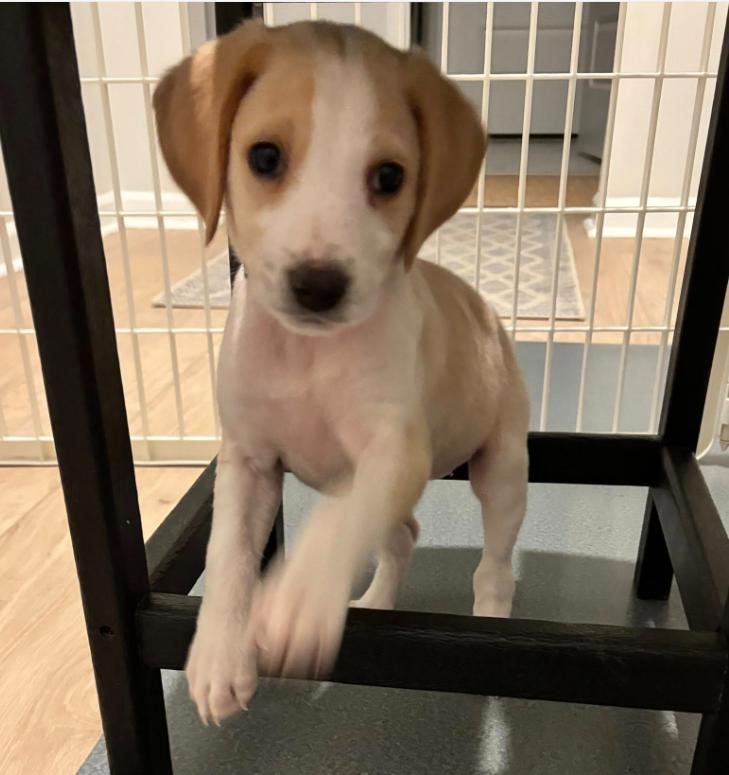 Enlarge Cricket, a ADOPTABLE mixed breed in Eutawville, SC image 4/7