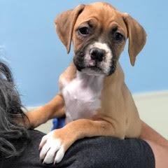 Laila