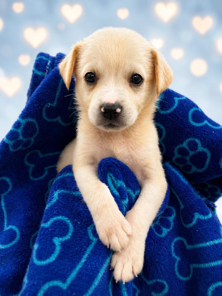 Lugnut, Adoptable, Puppy Male Labrador Retriever.