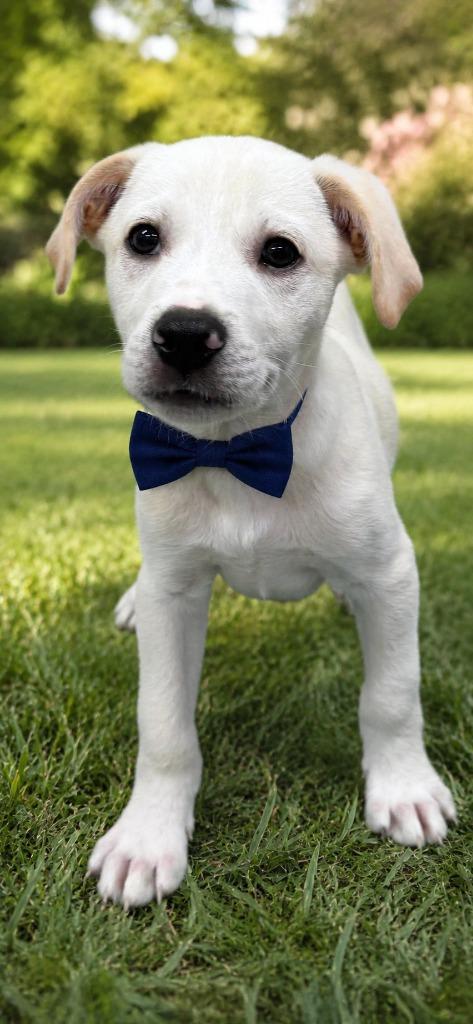 Lugnut, a Adoptable Labrador Retriever in East Ridge, TN image 2/2