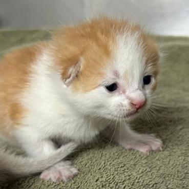 Enlarge Buoy, a Adoptable Domestic Short Hair in Pacific Grove, CA image 4/6