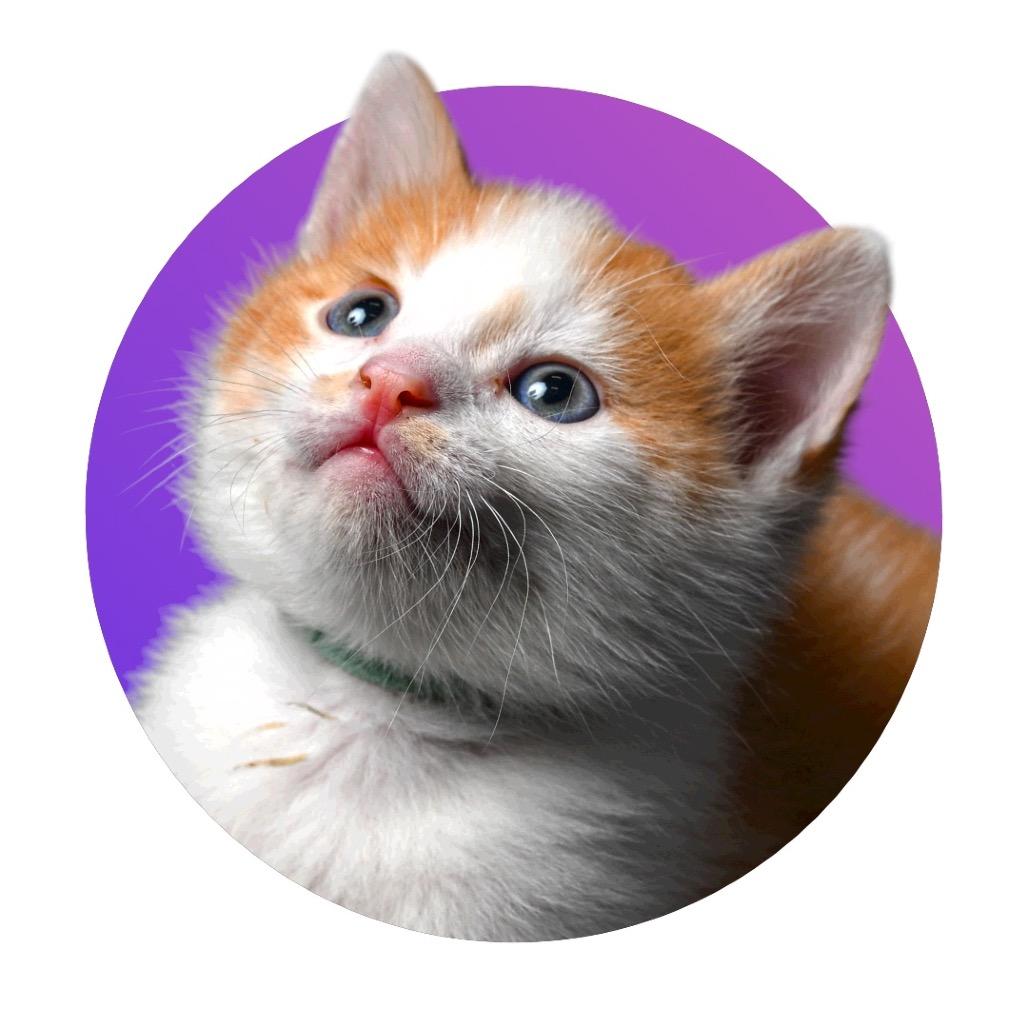 Enlarge Buoy, a Adoptable Domestic Short Hair in Pacific Grove, CA image 5/6
