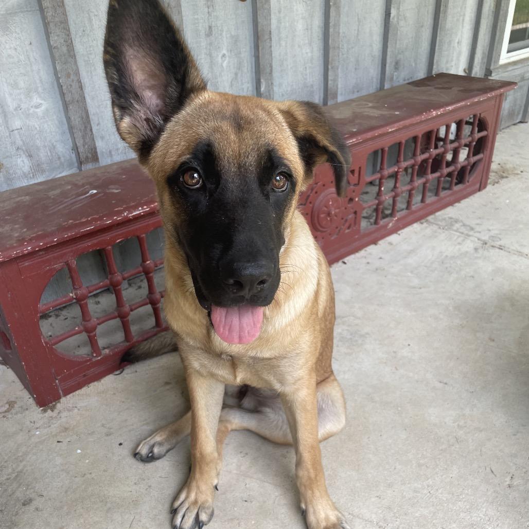 Gracie Lou