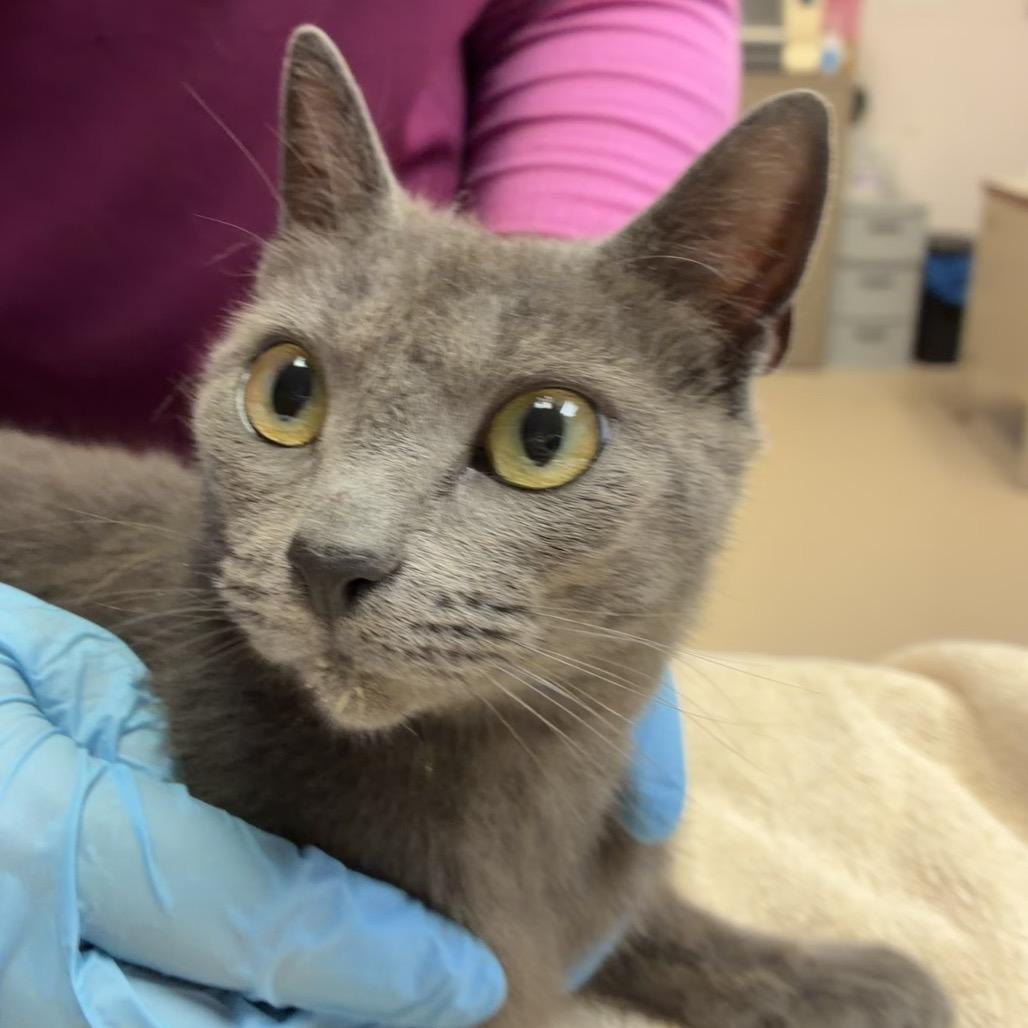Wave, Adoptable, Adult Female Domestic Short Hair.
