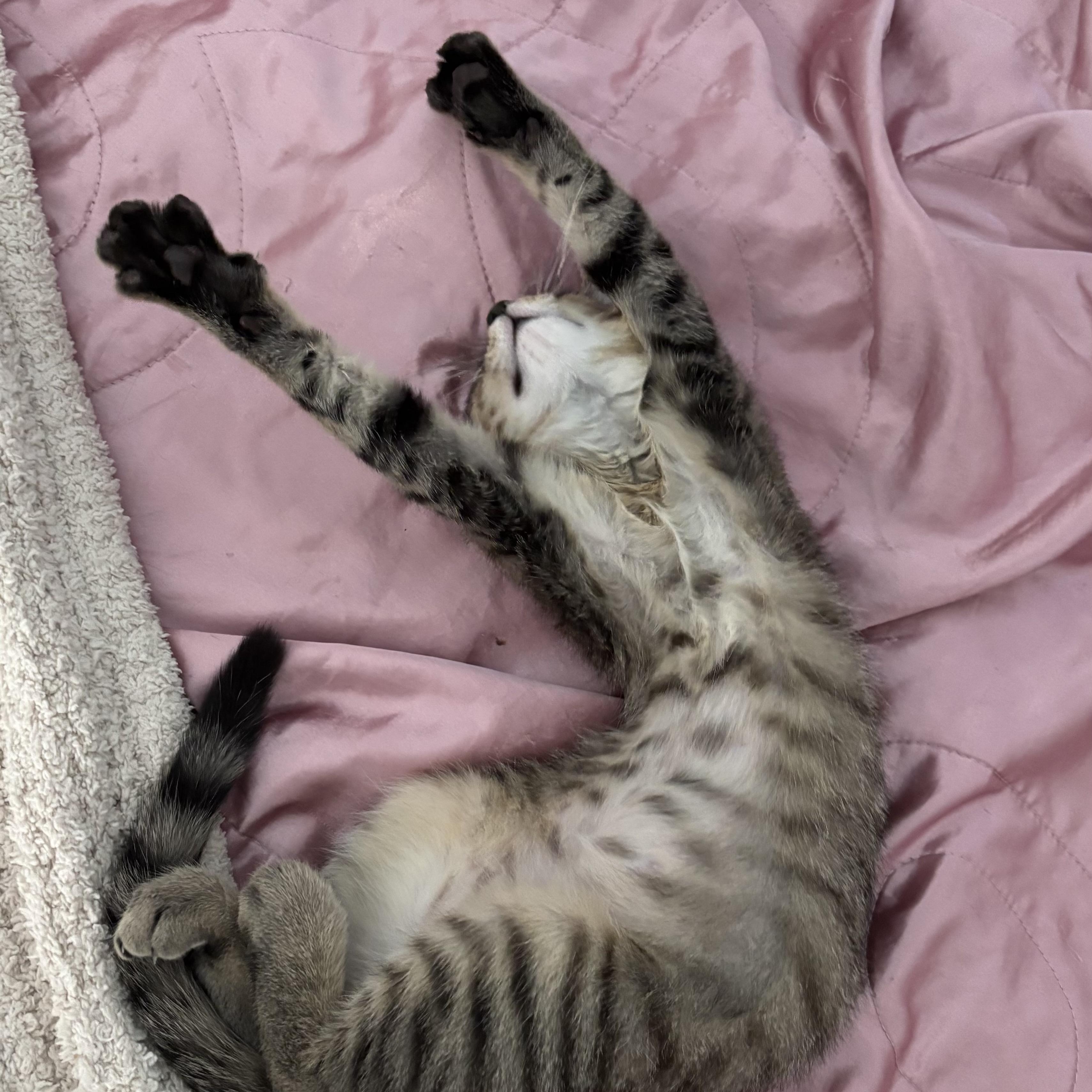 Bailey, Baby Female Domestic Short Hair