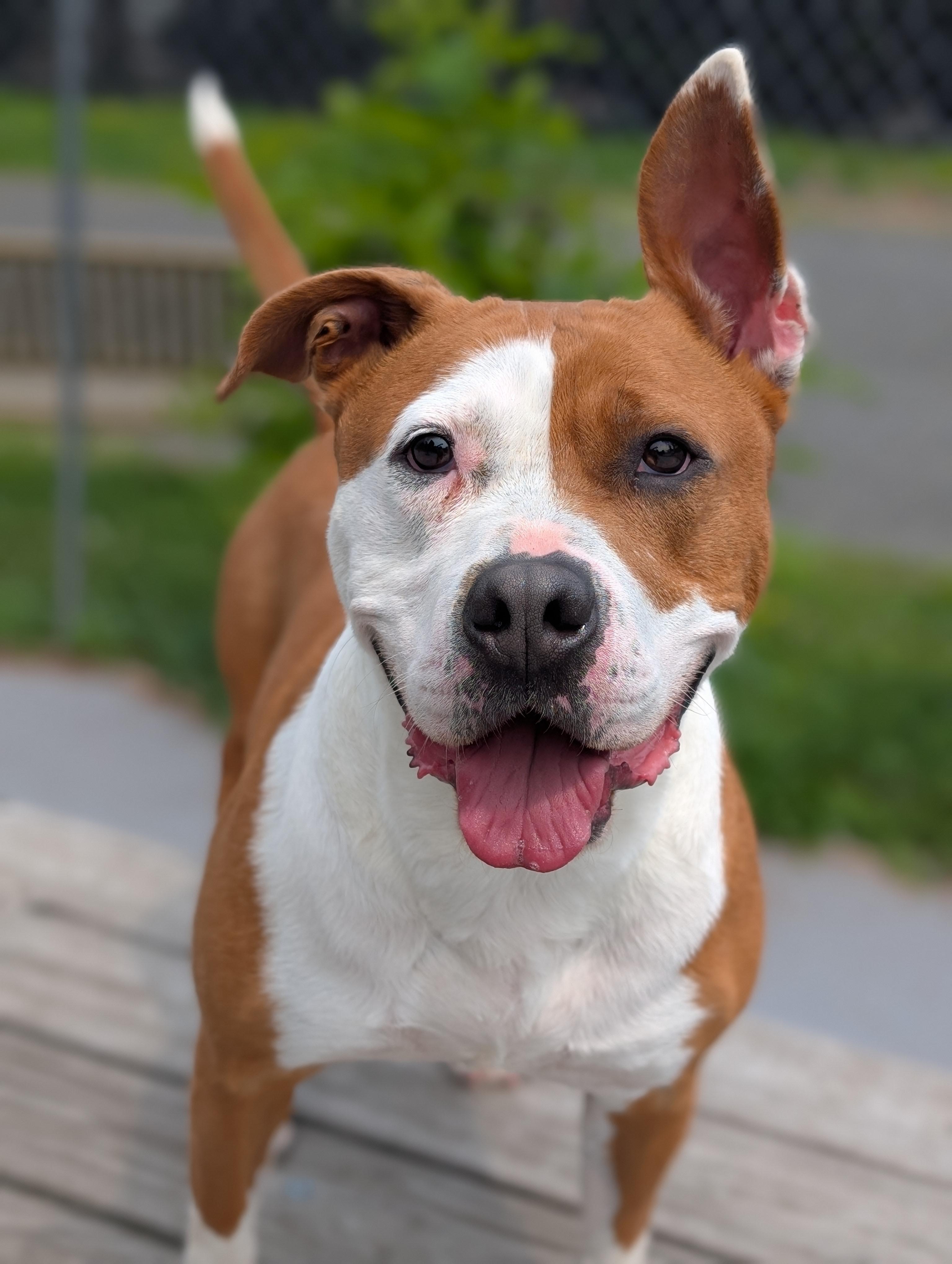 Cea, Adult Female Pit Bull Terrier