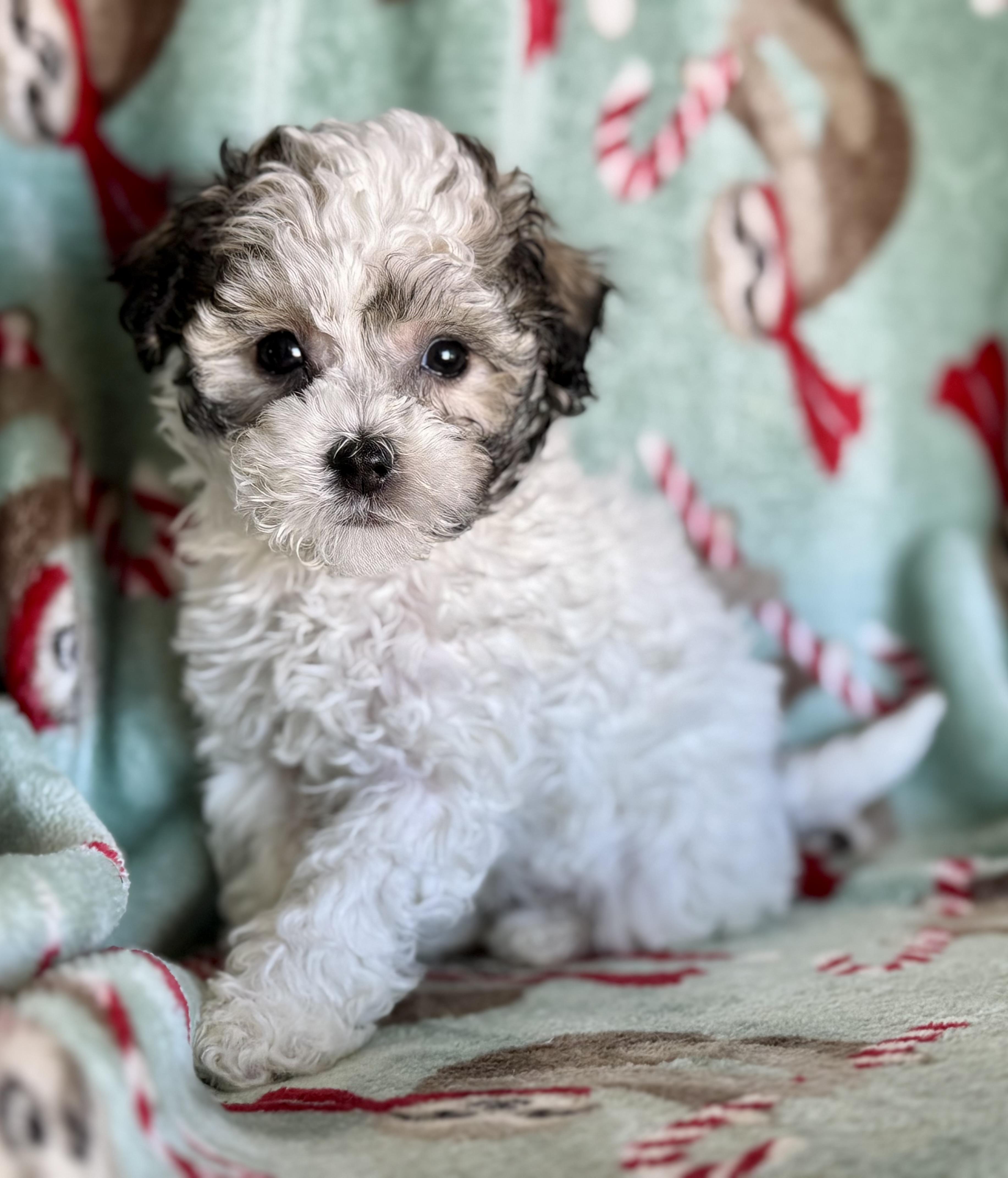 Tate, an adopted Maltipoo in ontario, CA image 1/4