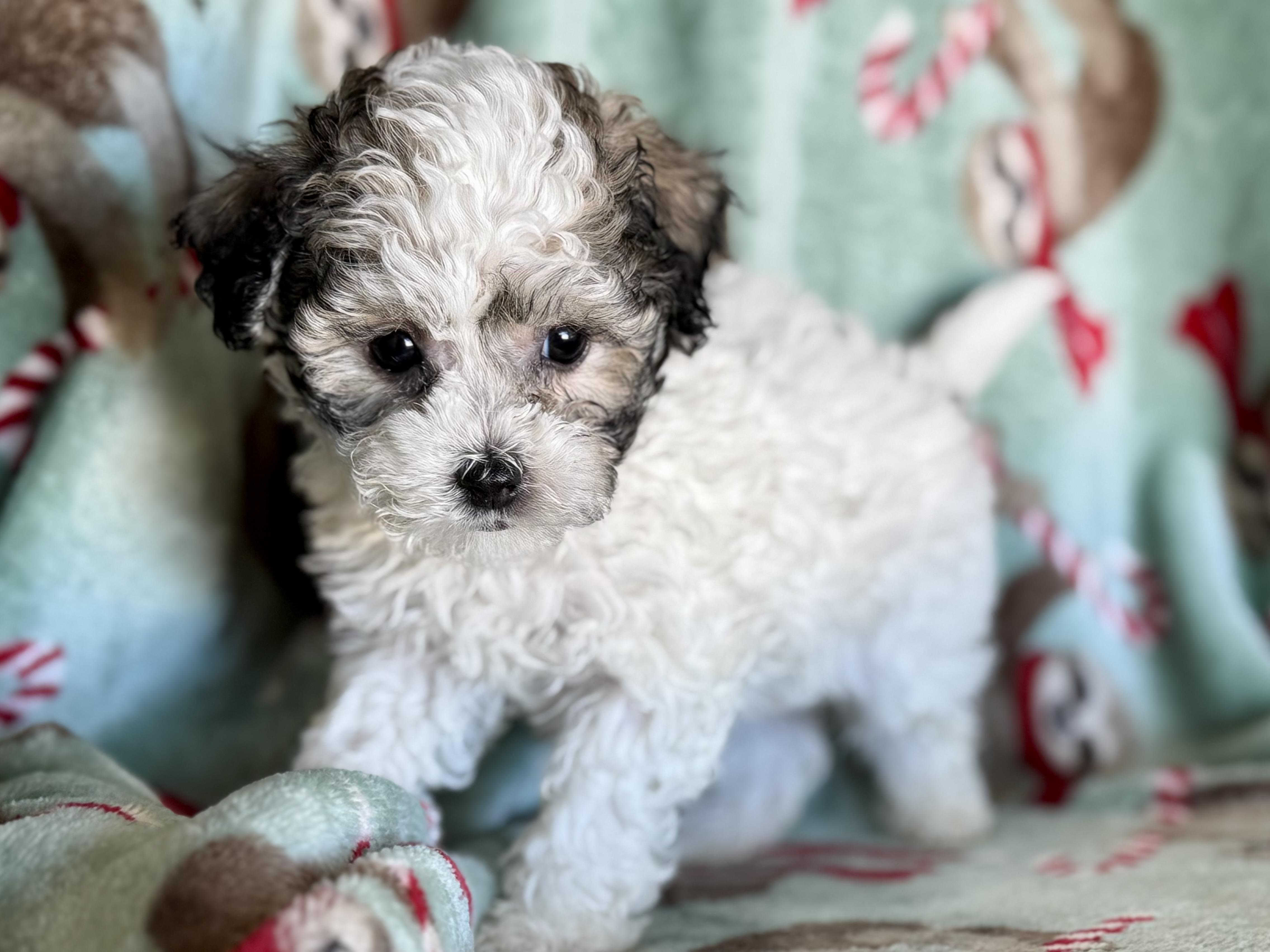 Tate, an adopted Maltipoo in ontario, CA image 2/4