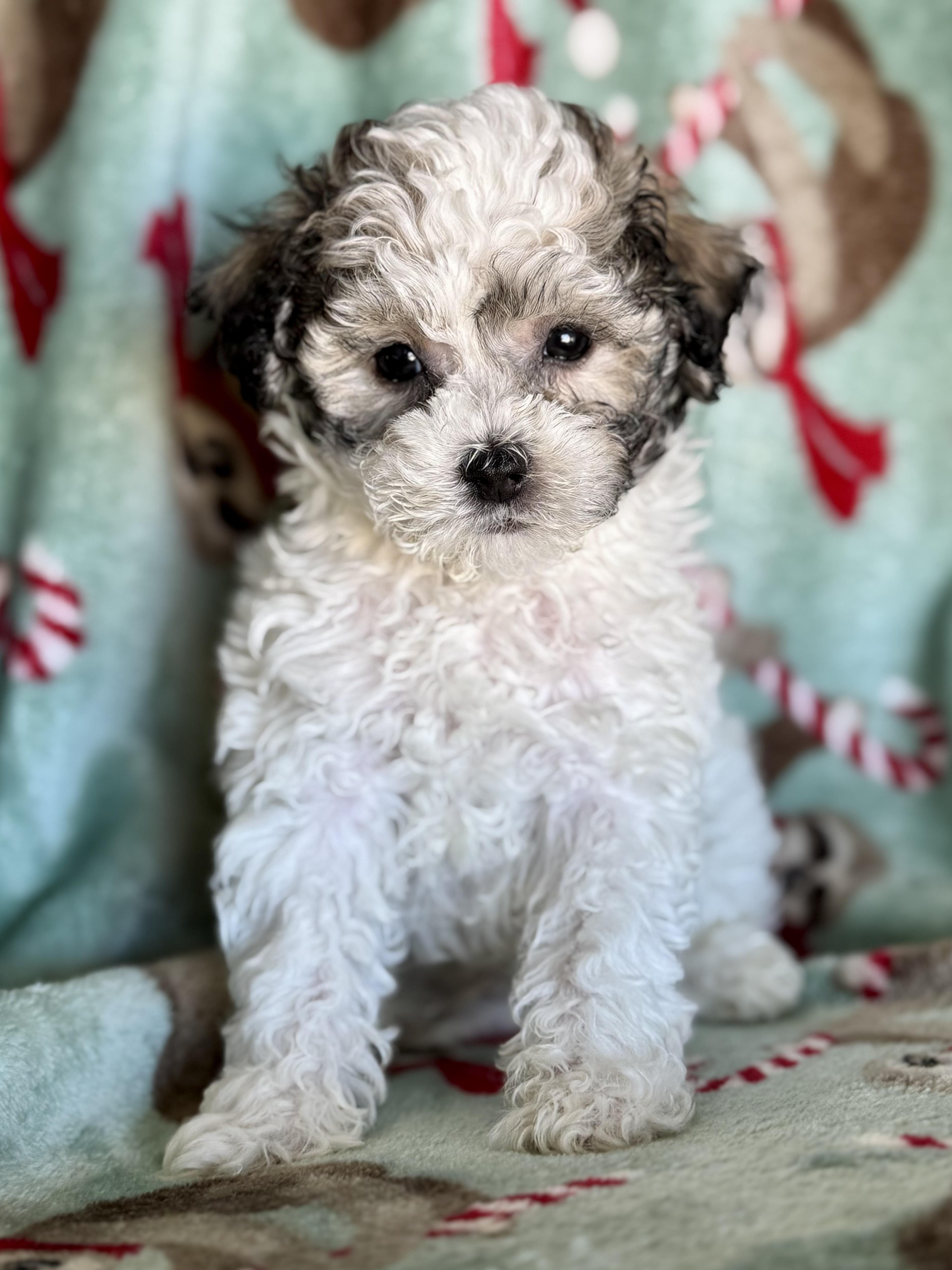 Tate, an adopted Maltipoo in ontario, CA image 3/4