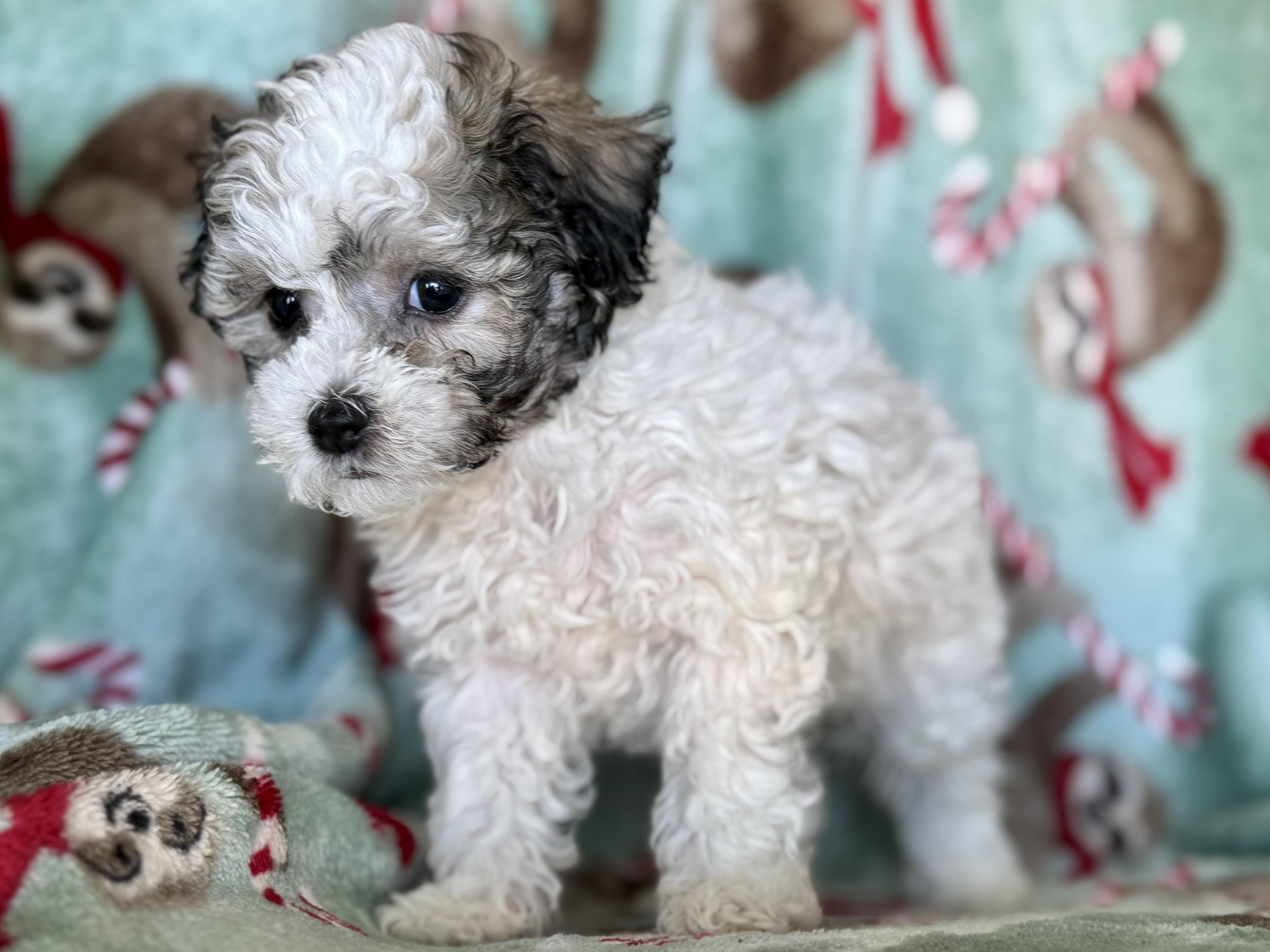 Tate, an adopted Maltipoo in ontario, CA image 4/4
