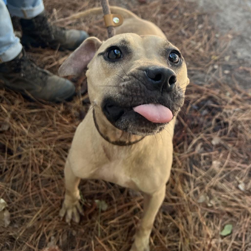 Delta, Adoptable, Adult Female Mixed Breed.