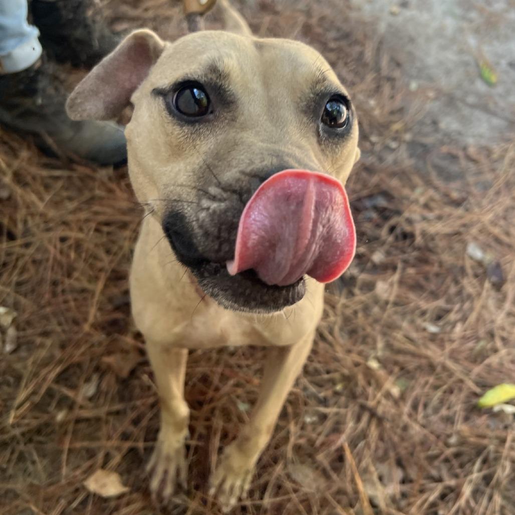 Enlarge Delta, a Adoptable Mixed Breed in Millen, GA image 2/3