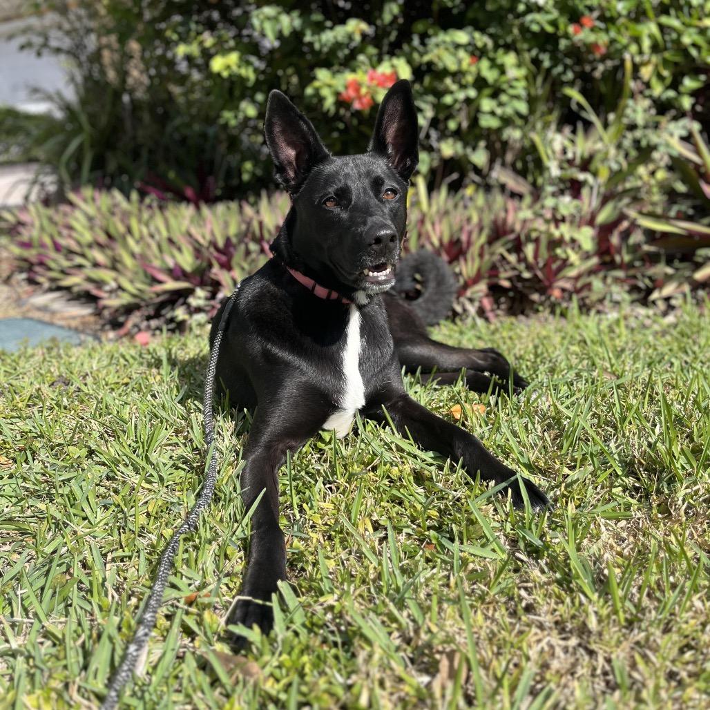 Rainbow, Adoptable, Adult Female German Shepherd Dog.