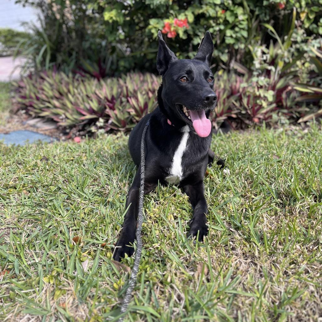 Enlarge Rainbow, a Adoptable mixed breed in Juno Beach, FL image 2/5