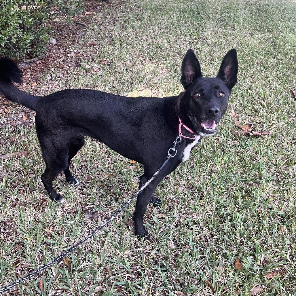 Enlarge Rainbow, a Adoptable mixed breed in Juno Beach, FL image 3/5