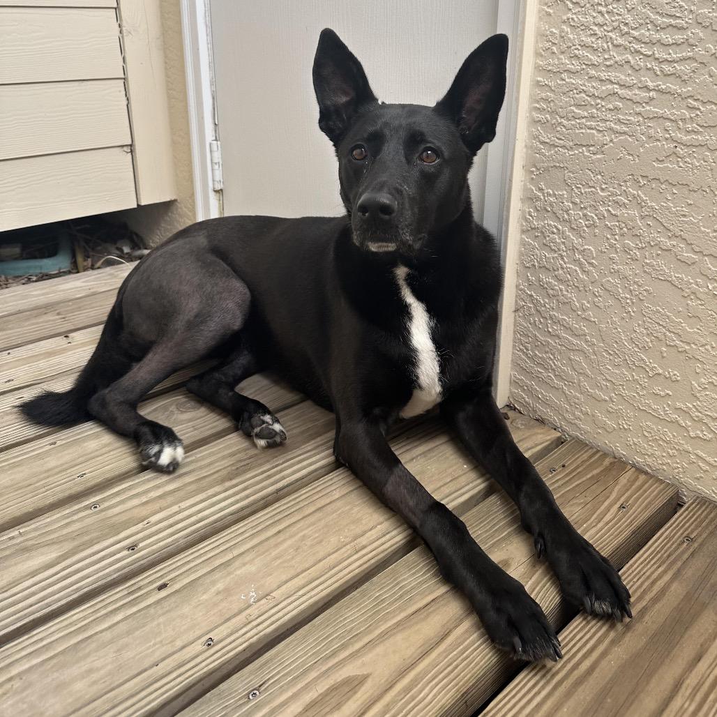Enlarge Rainbow, a Adoptable mixed breed in Juno Beach, FL image 4/5