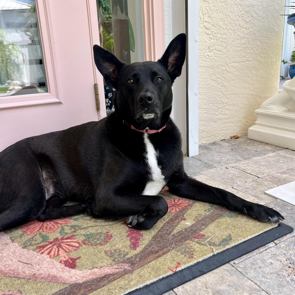 Enlarge Rainbow, a Adoptable mixed breed in Juno Beach, FL image 5/5