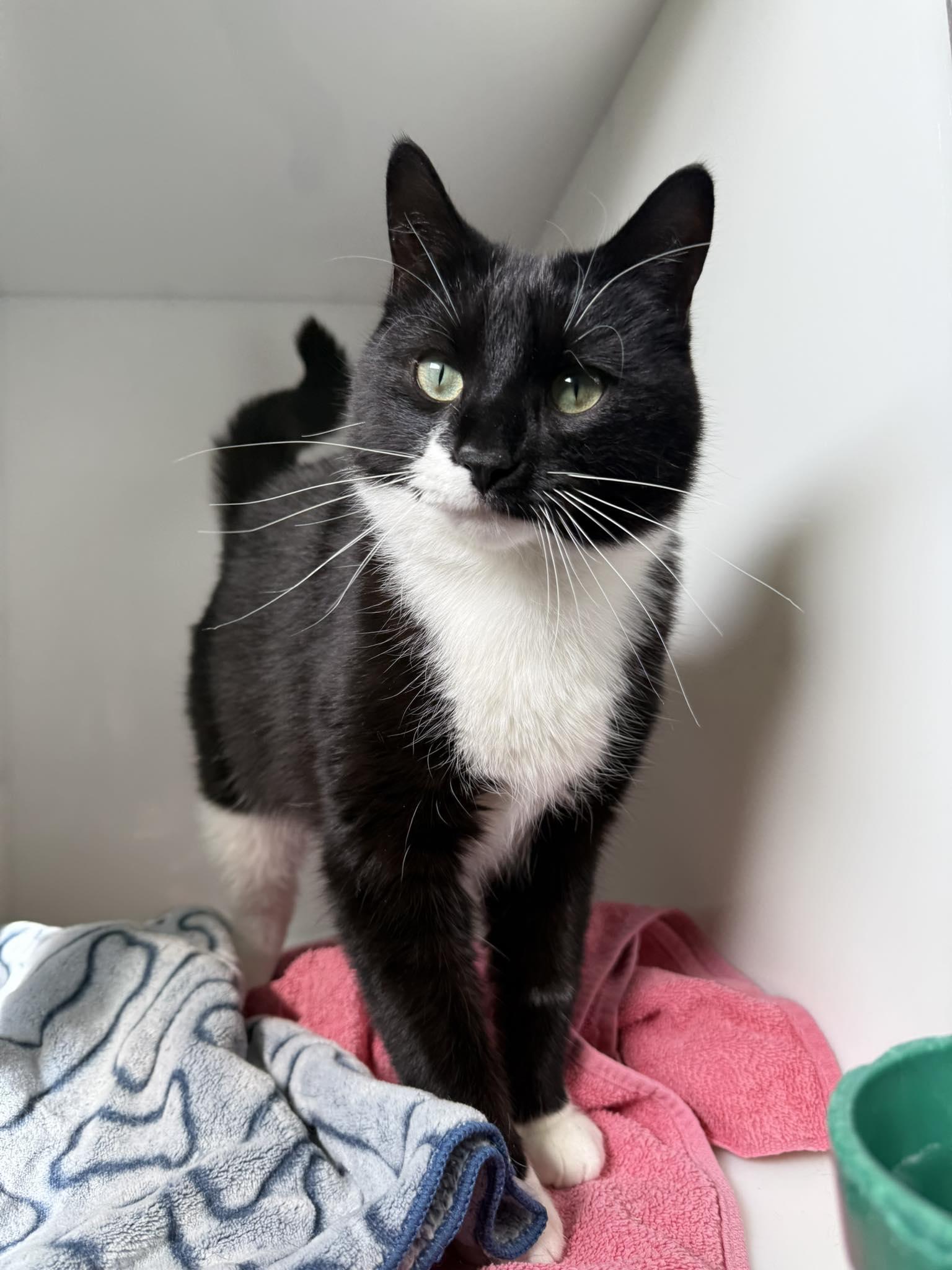 Enlarge Stitch, an adopted Domestic Short Hair in Delson, QC image 1/1