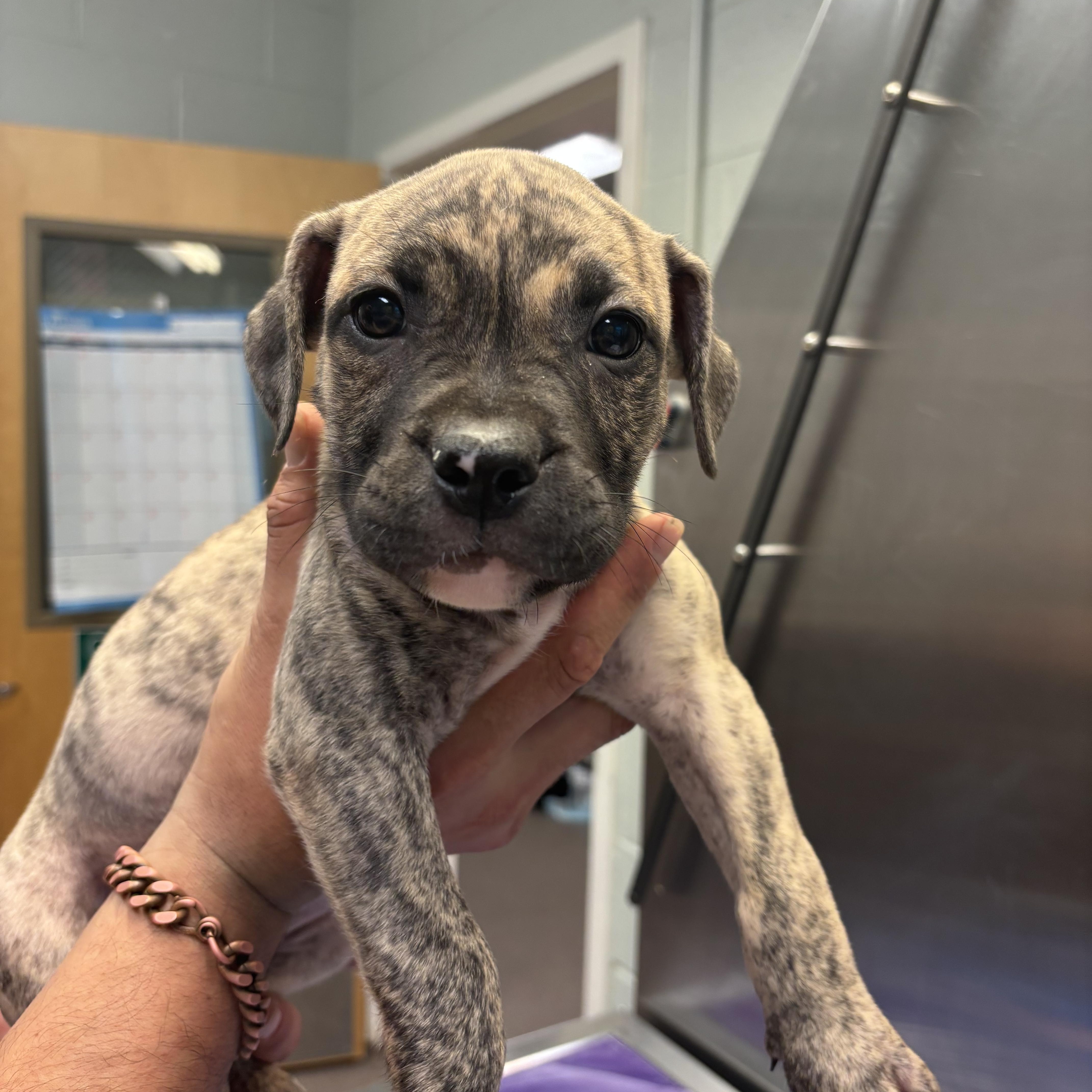 Fava, Adopted, Puppy Female Black Mouth Cur & American Staffordshire Terrier.