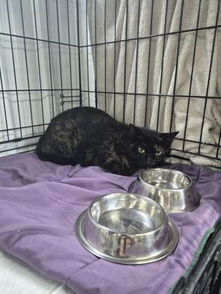 LactoseFree, Adoptable, Adult Female Domestic Short Hair & Domestic Short Hair.