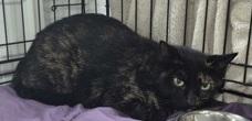 Enlarge LactoseFree, a Adoptable mixed breed in Simcoe, ON image 2/2