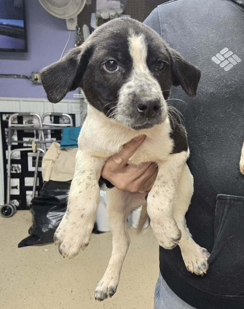 Enlarge Gus, a Adoptable mixed breed in Waverly, OH image 1/1