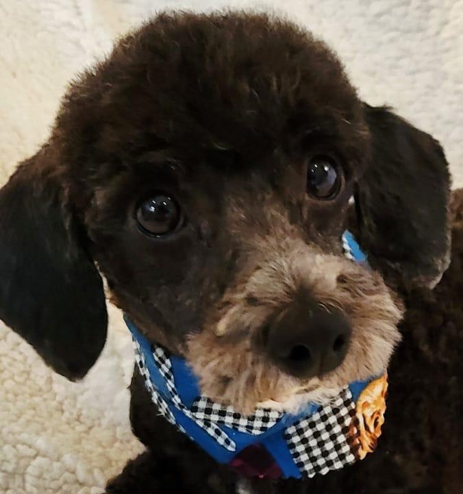 Enlarge HENRI, a Adopted Poodle in Barium Springs, NC image 1/4